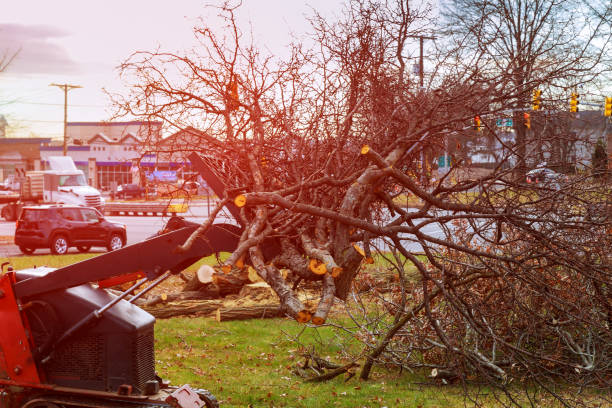 How Our Tree Care Process Works  in  Summit Park, UT