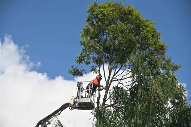 Reliable Summit Park, UT Tree Removal Services Solutions